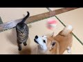 つい猫のおもちゃに反応しちゃう柴犬 Dog reacts cat toy