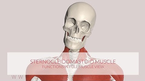 Sterncleidomastoid Muscle Function Full View (3D Animation)