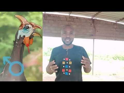 Vidéo: Les pintades sont des animaux utiles et exotiques