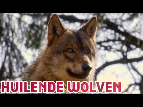 Video: Waarom Huilen Honden Bij Volle Maan?