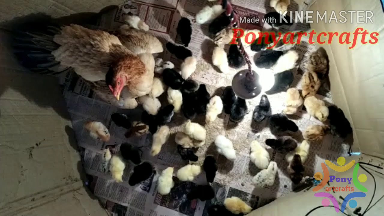 Beautiful chicks just 'born'hen & chicks YouTube