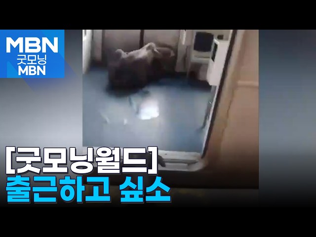 [굿모닝월드] 나도 출근하고 싶소 [굿모닝 MBN]