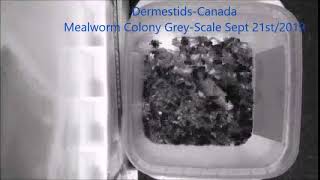 Mealworm Fall Timelapses 2019 Part ,653 197