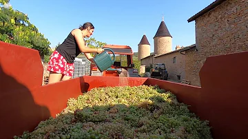 Quelle est la couleur du raisin chasselas ?