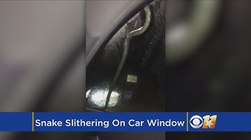 Video Of Snake Slithering Up Car Window Goes Viral