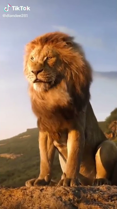 Tik tok singa