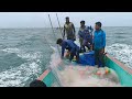மத்திமீன் கூட்டத்தை வித்தியாசமான முறையில் விரட்டி பிடித்த மீனவர்கள்/SARDINES FISH NEW TYPE CATCHING
