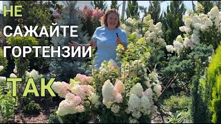 видео: 100 МЕТЕЛЬЧАТЫХ ГОРТЕНЗИЙ в моем саду 🌺 | КАКОЙ СОРТ ГОРТЕНЗИИ посадить | КУДА посадить гортензию картинка: 100 МЕТЕЛЬЧАТЫХ ГОРТЕНЗИЙ в моем саду 🌺 | КАКОЙ СОРТ ГОРТЕНЗИИ посадить | КУДА посадить гортензию