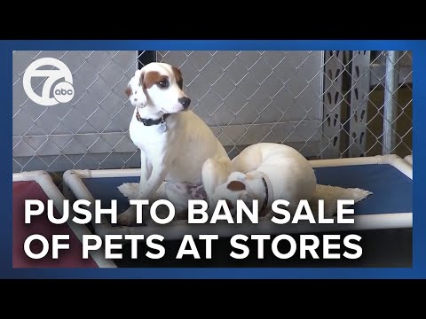 Video: Een andere Amerikaanse stad overweegt de verkoop van gekweekte dieren in dierenwinkels te verbieden