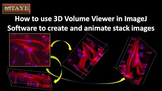 How to use 3D Volume Viewer in ImageJ Software to create and animate stack images screenshot 5