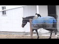 Amish horse and cat best of friends