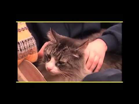 Il Gigante Buono Presenta Il Gatto Delle Foreste Norvegesi видео