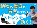 動物の動きを参考にすればストレッチは効く！【第6話】