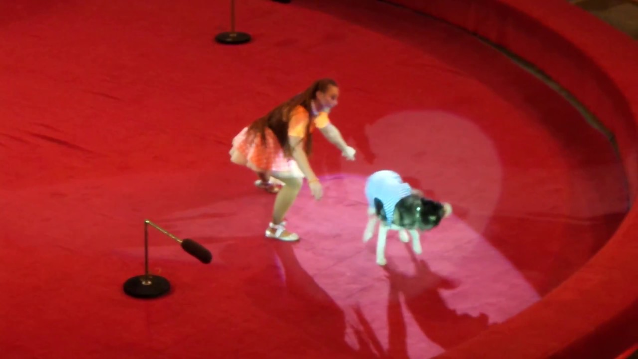 Собаки. Цирк. Собака Хаски растерялась в цирке. Dogs. Circus. The dog Husky lost its head in circus.