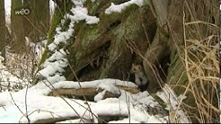 Les trèsors Natuels du Nord Pas de Calais un grand merci à la chaîne Wéo