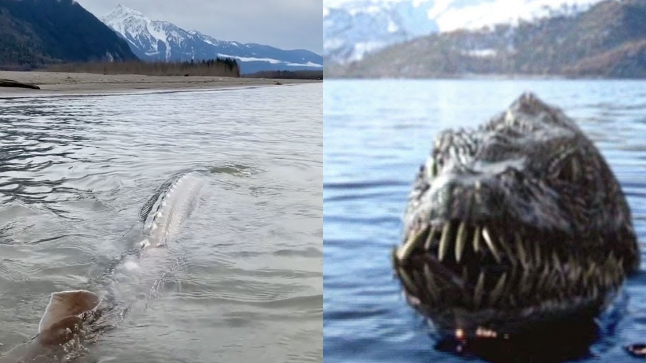 Real Nessie Sightings real-nessie-sightings
