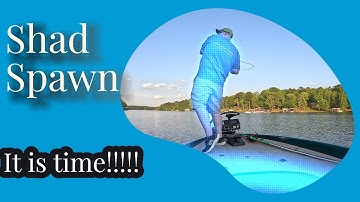 How to Catch Bass During the SHAD SPAWN