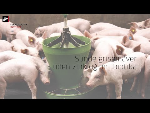 Video: Forskellen Mellem Bakteriocin Og Antibiotika