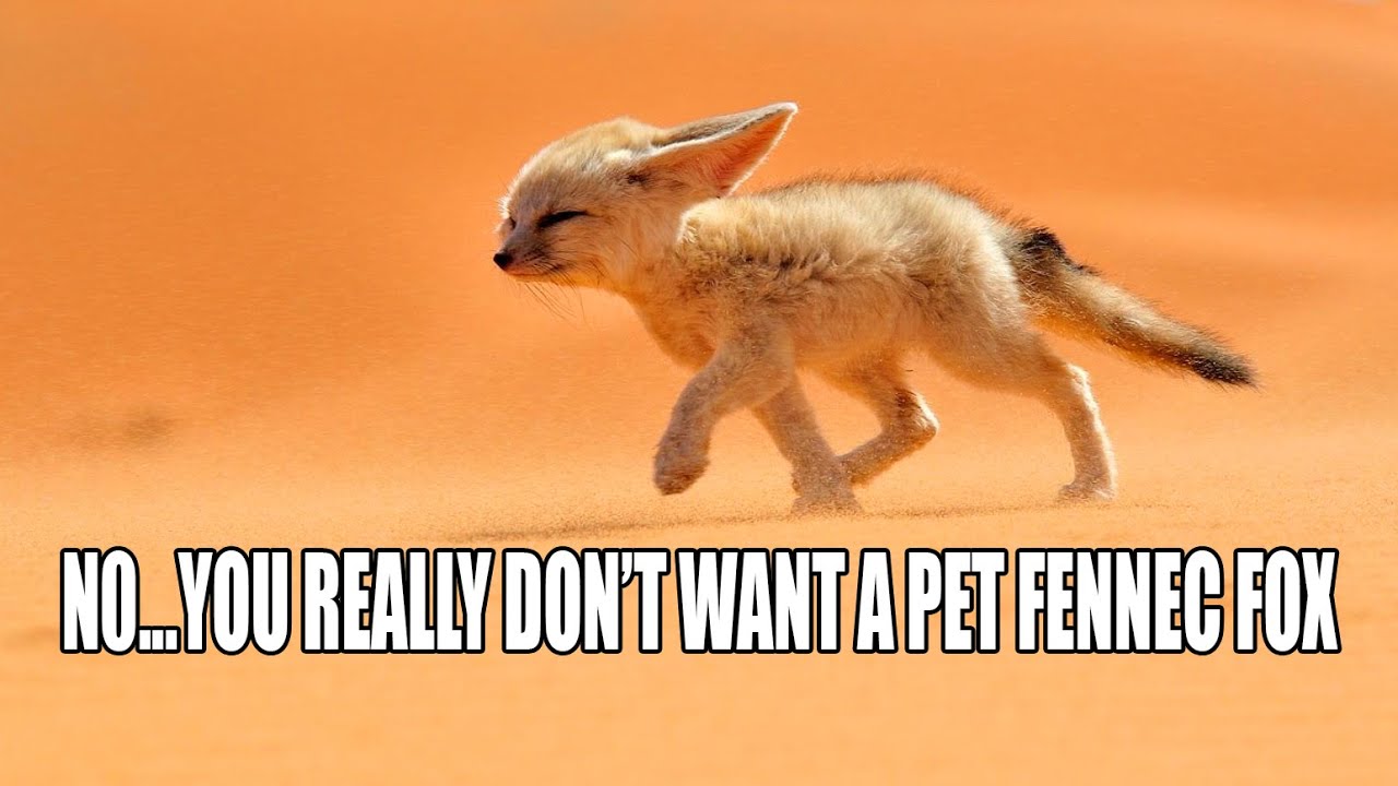 How Good Can A Fennec Fox Hear?