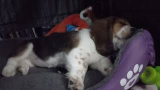 A few of my favourite moments of Blossom! by Blossom the Basset Hound 1,302 views 2 weeks ago 2 minutes, 3 seconds