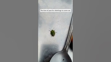 Stink bugs are out ! #stinkbug #okanagavalley #nature