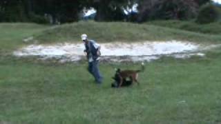 1st Hold and Bark in front of Blind