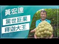 草地狀元-驚世巨果翻迦王，口感軟Ｑ又香甜，台灣的釋迦故鄉在哪你知道嗎(20160912播出)careermaster / Custard Apple Master