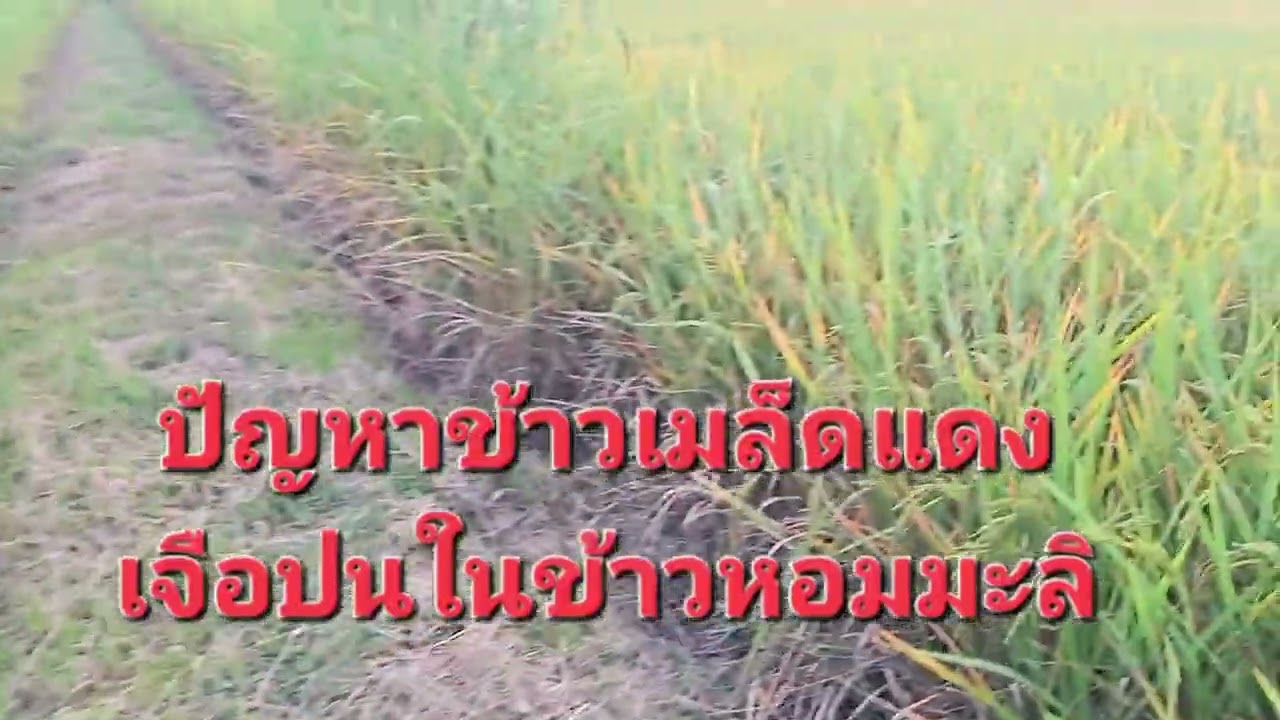 ปัญหาที่แก้ไม่ตกของชาวนา