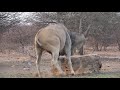 Motsomi safaris bow hunting eland hess