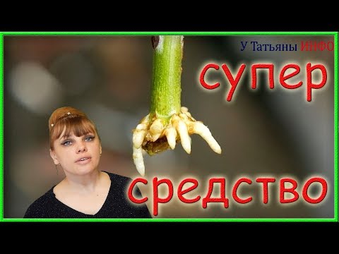 Супер СРЕДСТВО для проращивания РОЗ из ЧЕРЕНКОВ!!!