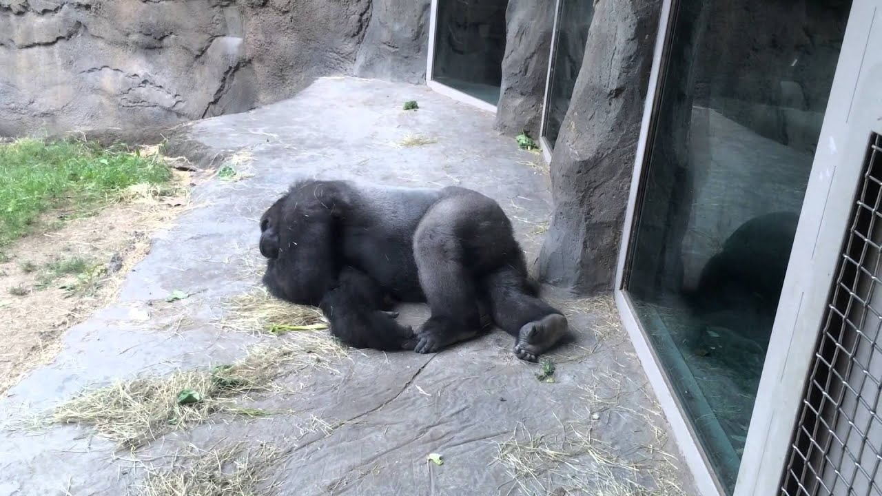 Sleeping Gorilla - YouTube