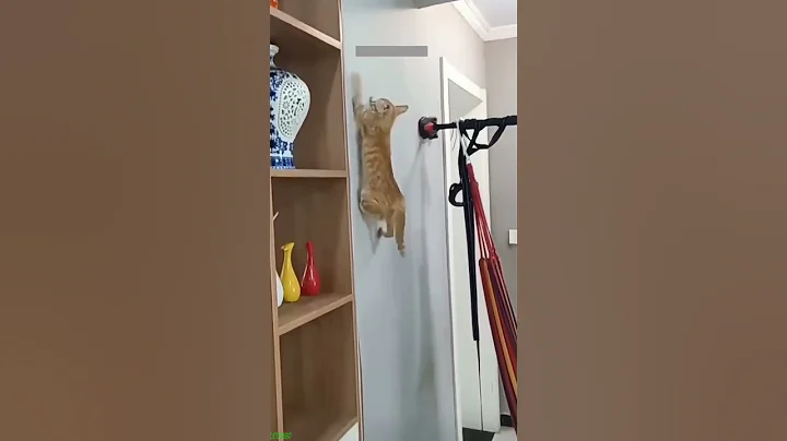 Video 11208251: pet lover funny cats, cat amazing pet, cat funny pets dog, funny cat jumping