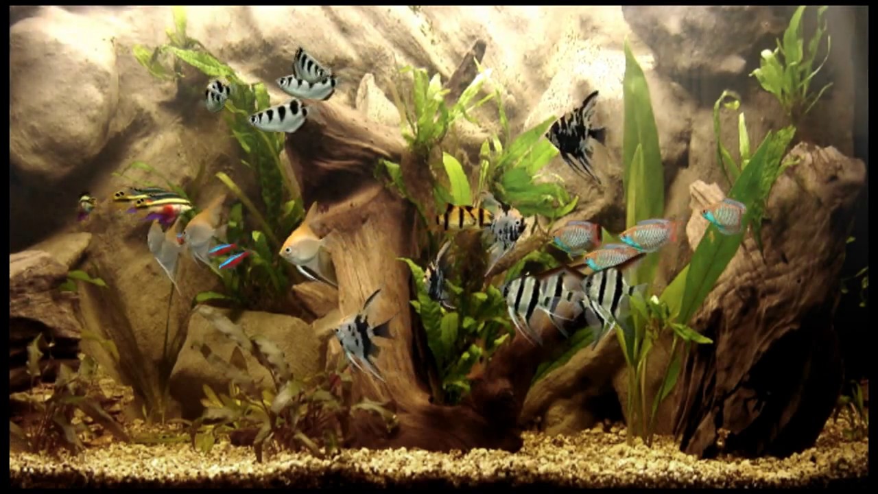 dream aquarium screensaver v 1.234 full dream aquarium screensaver v 1.234 full