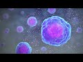 Types of Immune Cells Part 1: Immune Cell Function