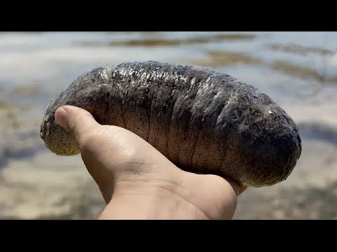 Video: El pepino de mar es un organismo único