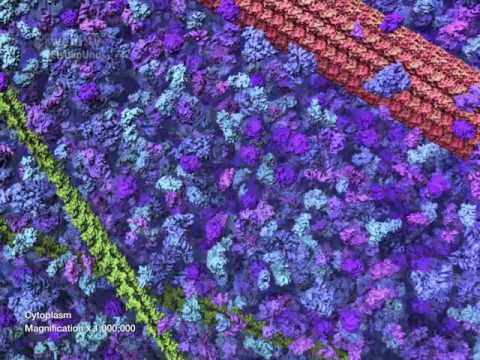 Video: Ar citozolyje yra organelių?