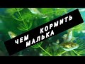 Как вырастить малька золотой рыбки? Чем кормить? Как я поднимаю малька