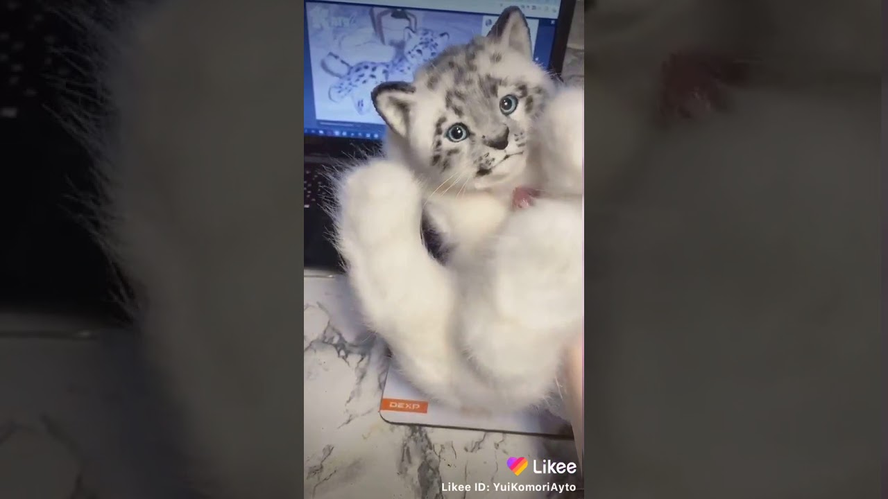 Киса в машине