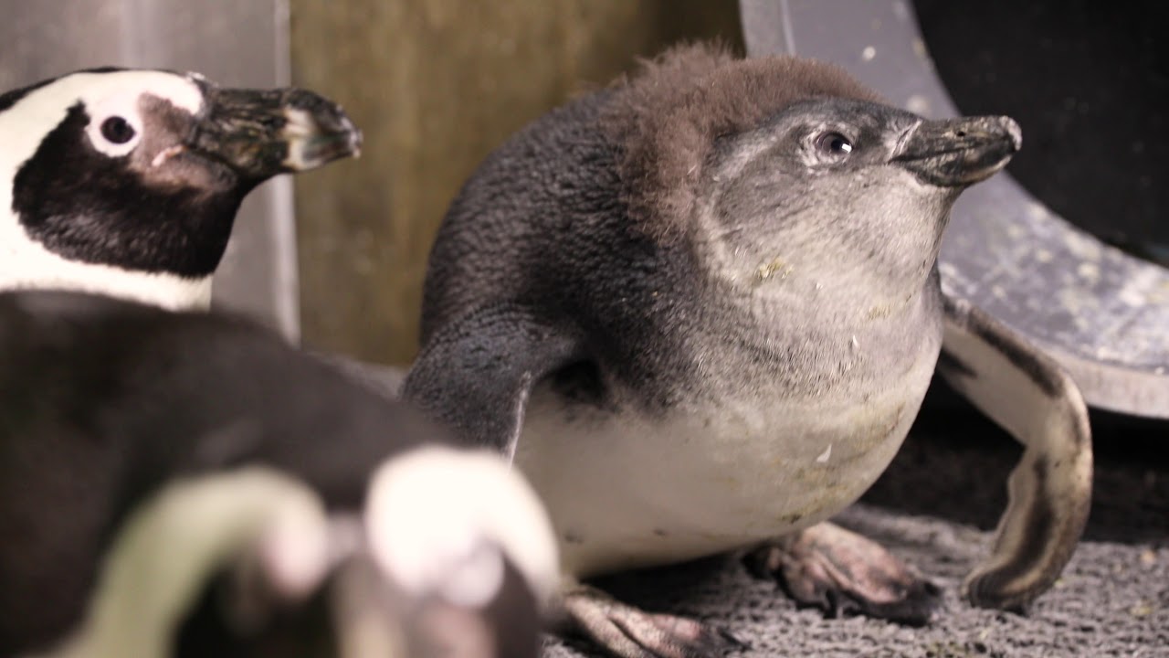 African Penguin Chick Name And Sex Reveal Youtube