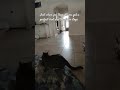 #viral #cat #funny a perfect video shot.. or video stops at the perfect time.