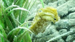 The flight of the cuttlefish