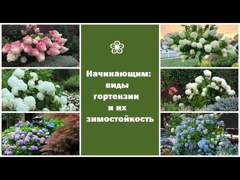 ❀ Начинающим: виды гортензий и их зимостойкость
