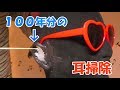 (音フェチ) 100年分くらい溜まった耳垢を掃除してみた (Notalking ASMR)