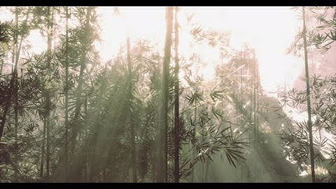 Sunlight Streaming Through a Lush Bamboo Forest | Motion Graphics template - Envato elements