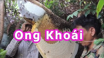 Test cảm quan chất lượng Mật Ong Khoái rừng Khánh Hòa.