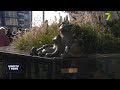 «Шуры-Муррры» на Старосенной: новая скульптура котов