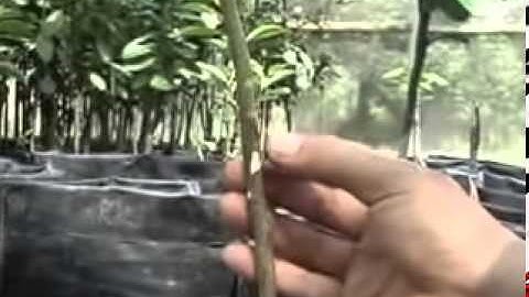 Video hướng dẫn ghép cành ghép cây Video instructions for grafting   YouTube