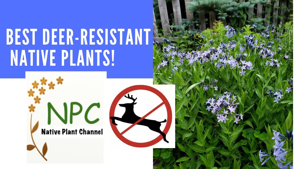 why are native plants better for the environment