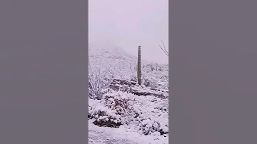 A Blizzard in the Desert. Cactus with Snow Caps. #Desert #Snow #Blizzard #Arizona #Cactus #cacti