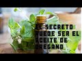 Conoce las propiedades del Orégano y su aceite esencial - Planta Medicinal
